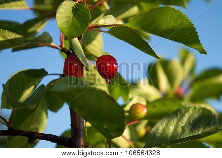 juicy cherries