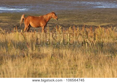 Nature and horses in south Sweden in the province of Skaane