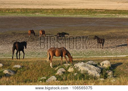 Nature and horses in south Sweden in the province of Skaane