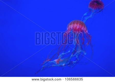 Red Yellyfish In The Dark Blue Ocean Or Aquarium
