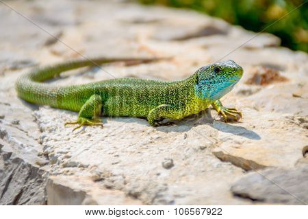 Green Emerald Gecko Lizard Sunbathing On A Rock