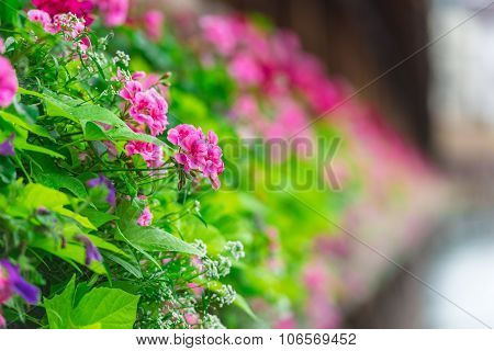 Flowers On The Chapel Bridge In Lucerne