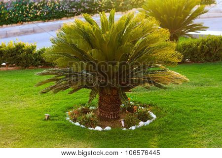 Good Looking Sago Palm Trees Growing In Backyard