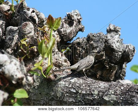 Bahama mockingbird perching
