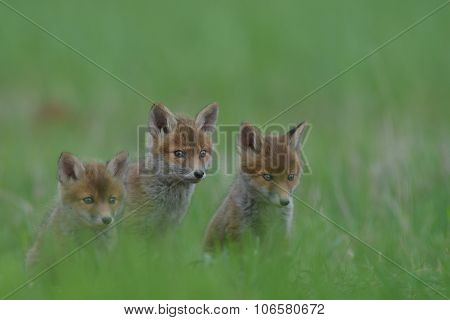 Fox