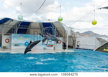 Dolphin Show Scene