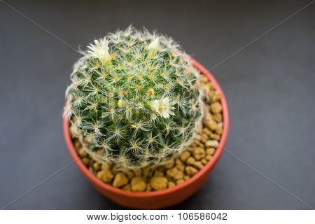 Mammillaria Shiedeana