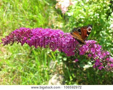 Peacock butterfly on a buddleja .
