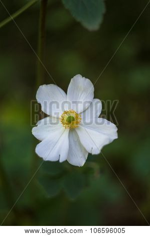 Crocus