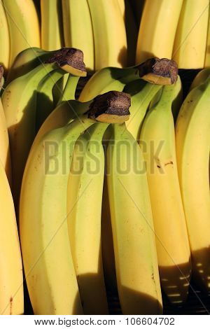 Yellow Cavendish Bananas