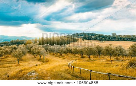 Olive Field In Tuscany