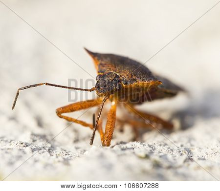 Pentatoma Rufipes