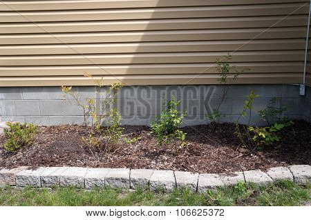 Blueberry Garden