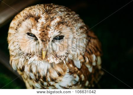 The small tawny owl. Wild bird. Close up head, face.