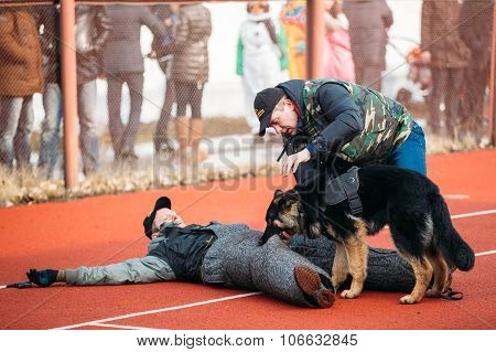 German shepherd dog training in Gomel Regional sports club and d