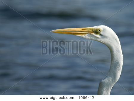 Heron leder