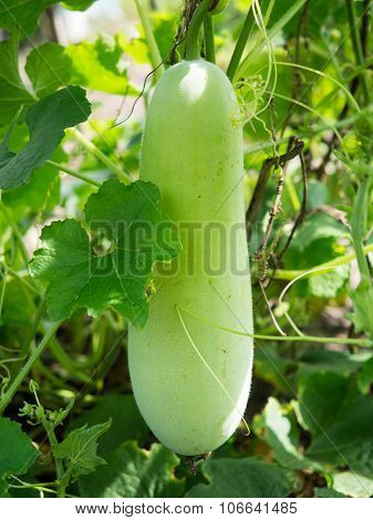 Fresh of green Winter melon on the tree.