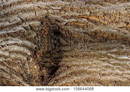 A strain of an old tree.