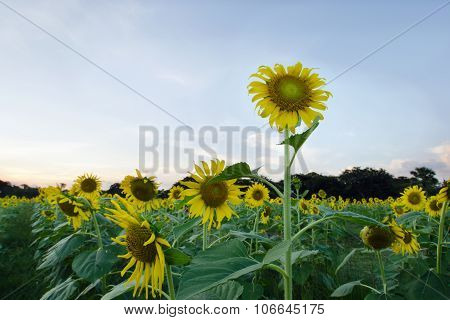 Sunflower garden with blue sky in background