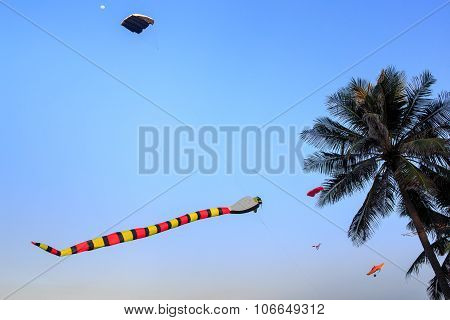 Colorful Kites Of Different Shape In Sky Against Large Palm