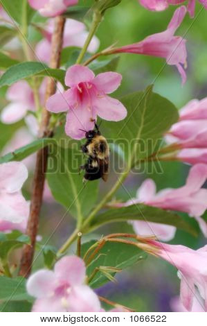 Honey Bee