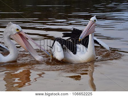 Pelicans Frolicking in the Moore River, Western Australia