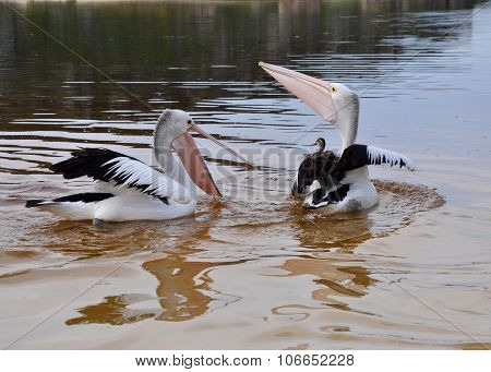 Pelicans at Play: Moore River, Western Australia