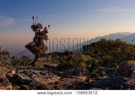 Aloe On High Mountain Rocks Landscape At Sunset With Clear Skies