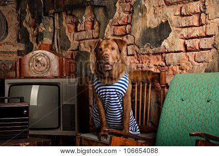 dog radioman in retro style