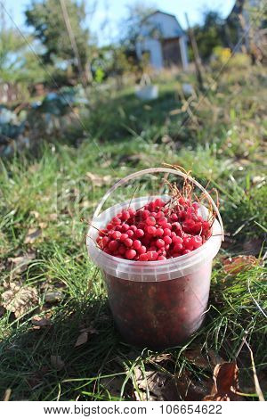red ripe schisandra in the bucket