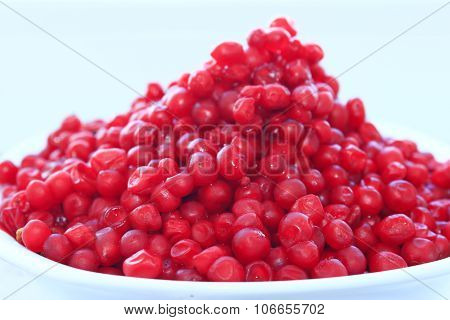harvest of red schizandra