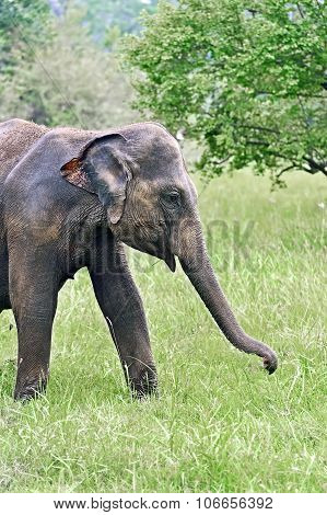 Indian Elephants