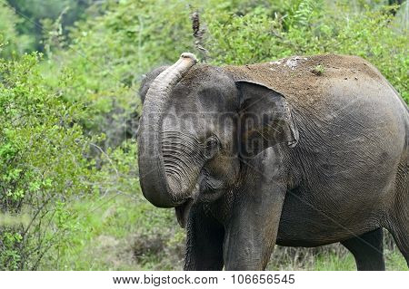 Indian Elephant