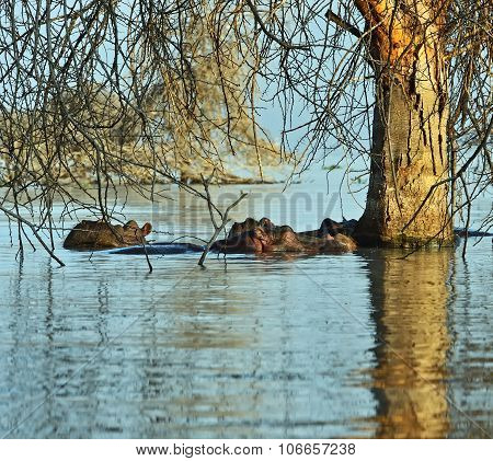 Hippopotamus