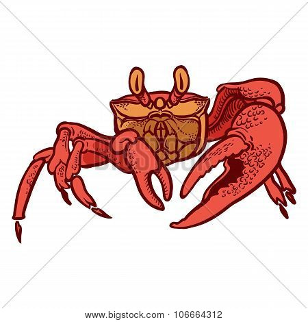 Detailed Hand Drawing Crab. Vector
