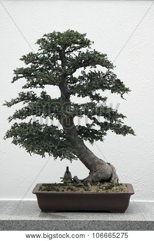Bonsai