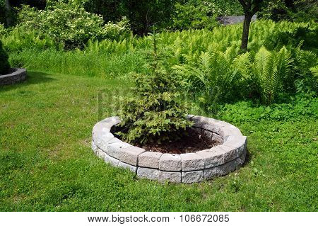 Blue Spruce Tree