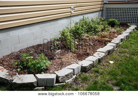 Raspberry Garden