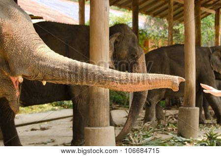 Elephant Trunk