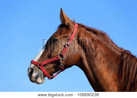 Side View Head Shot Of A Beautiful Young Chestnut Mare