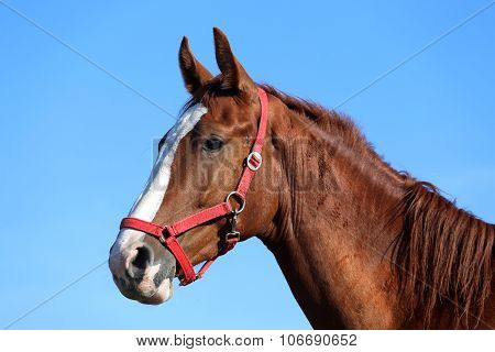 Purebred Young Horse Posing Against Blue Sky