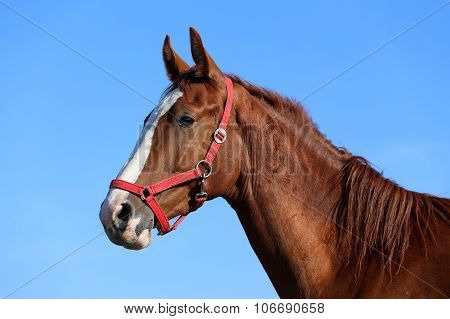 Side View Head Shot Of A Beautiful Young Chestnut Mare