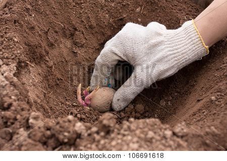 Hand Planting Potato Into The Ground