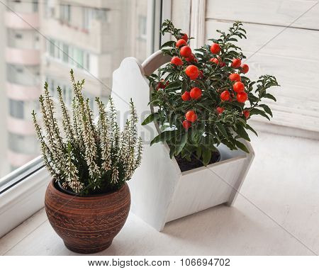 Heather And Nightshade (solanum Pseudocapsicum) On The Windowsill