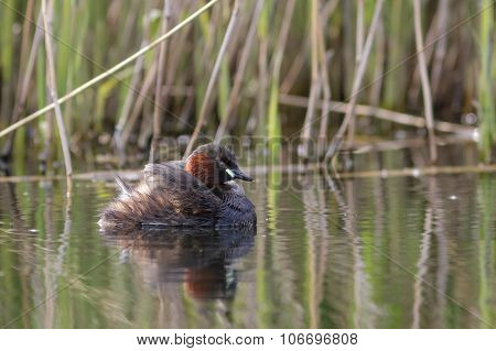 Little Grebe in wetland habitat