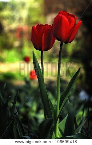 Beautiful tulips
