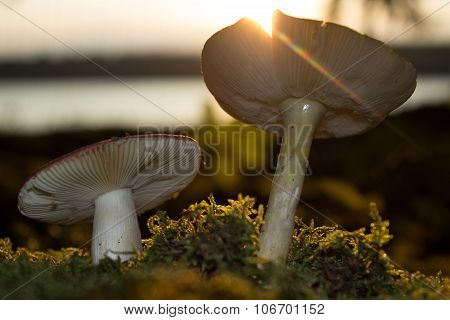 Mushroom Sunset