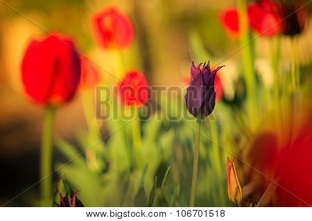 Beautiful tulips