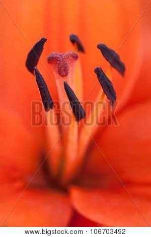 Lillium