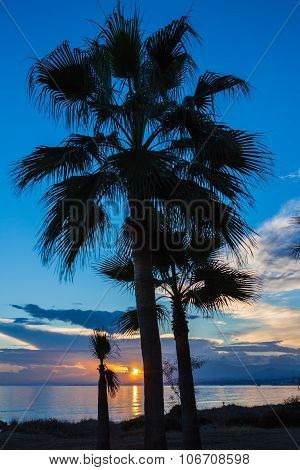 Palms At Sunset